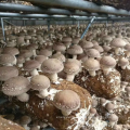 Agricultural Blackout Single span Mushroom Greenhouse